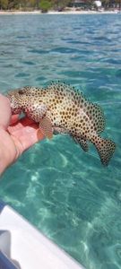 Brown Grouper (Dusky)