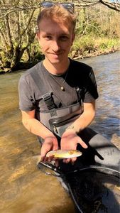 Brown Trout