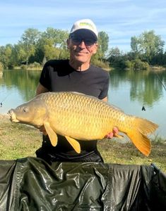 Common Carp