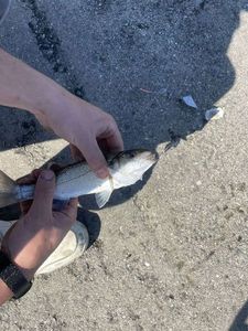 European Bass (Seabass)