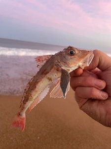 Red Gurnard
