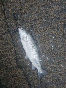 Sea Trout