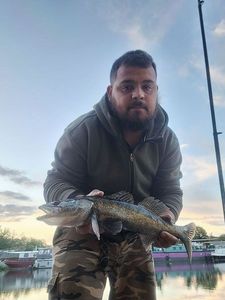 Zander