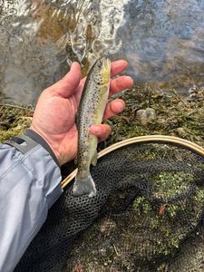 Brown Trout