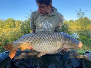 Common Carp
