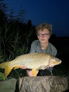 Common Carp