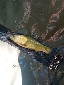 Tench