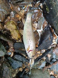 Brown Trout