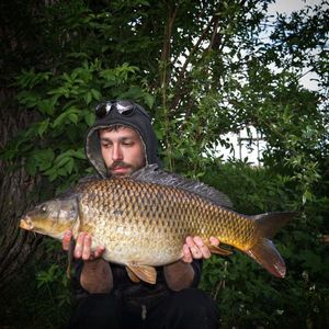 Common Carp
