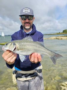 European Bass (Seabass)