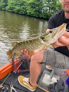 Northern Pike
