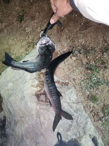 European Bass (Seabass)