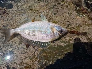 Black Seabream