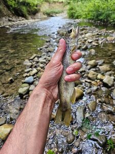 Brown Trout