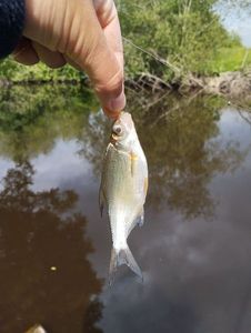 White bream