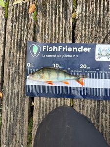 European Perch