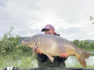 Mirror Carp