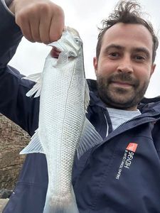 European Bass (Seabass)