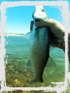 European Bass (Seabass)