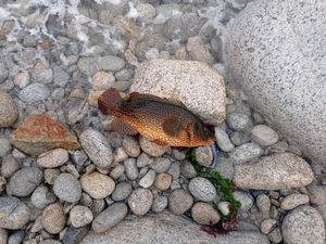 Ballan Wrasse