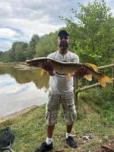 Northern Pike