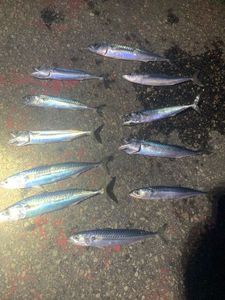 Mackerel