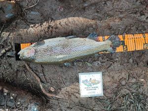 Rainbow Trout