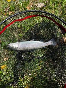 Rainbow Trout