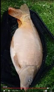 Mirror Carp