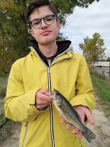 Largemouth Bass