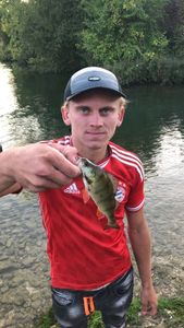 European Perch