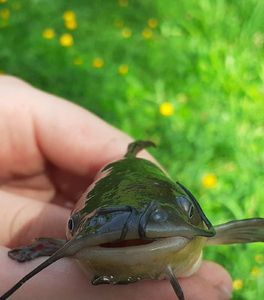 Black Bullhead