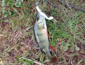 European Perch
