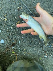 Brown Trout