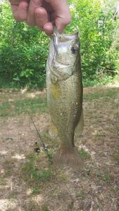 Largemouth Bass
