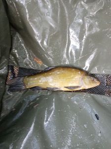 Tench