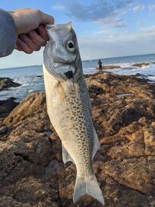 Spotted Seabass