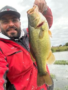 Largemouth Bass