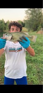 Largemouth Bass