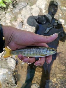 Brown Trout