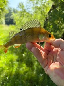 European Perch