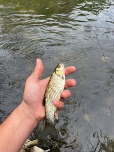 Chub