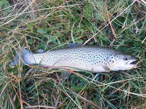 Brown Trout