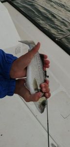 European Bass (Seabass)