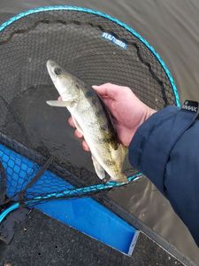 Zander