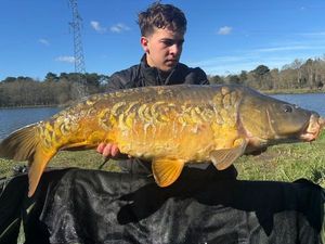 Common Carp