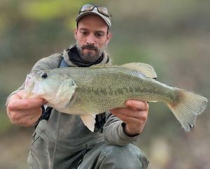 Largemouth Bass