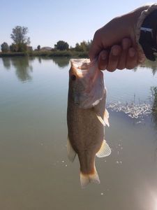 Largemouth Bass