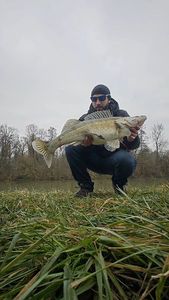 Zander
