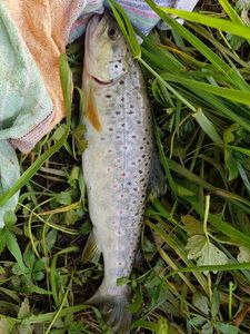 Brown Trout